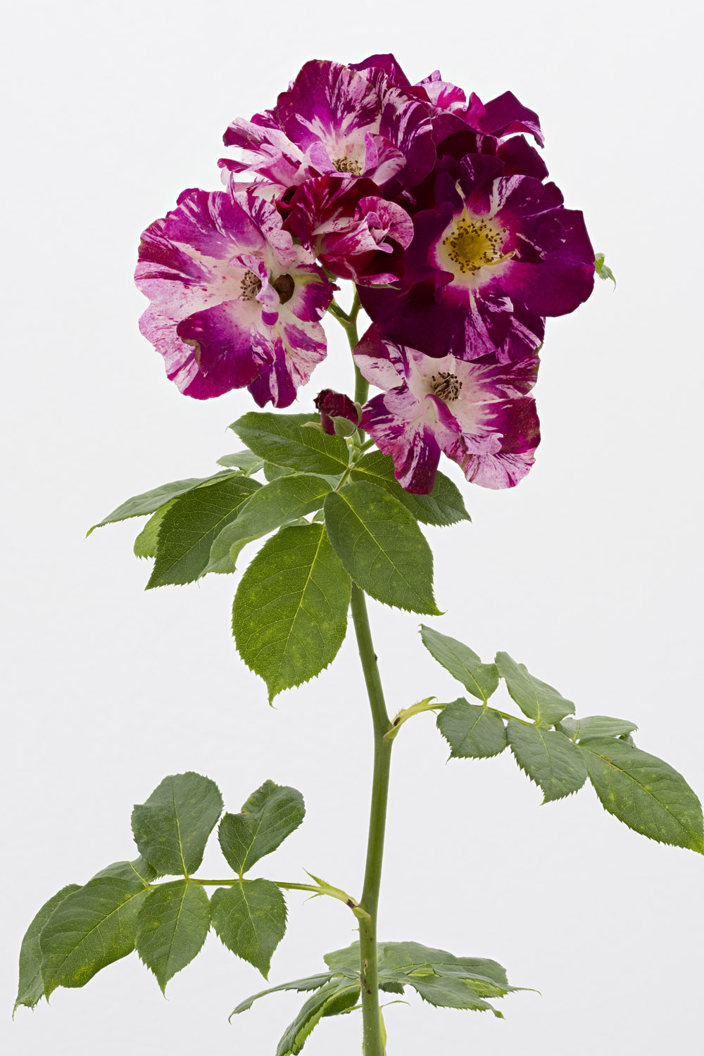 Jardin de Bagatelle #pierrejosephredout&eacute;